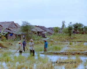 Working in the rice paddy next to the camp